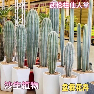 武伦柱仙人柱幸福柱超大仙人掌沙生巴西铁柱景观庭院民宿造景绿植