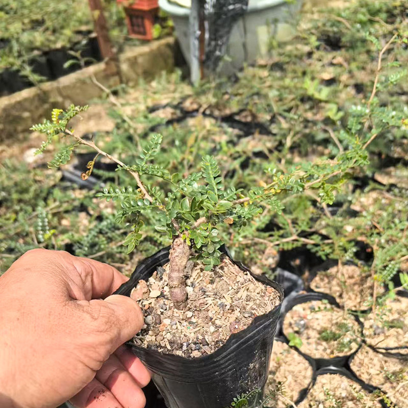 象足漆树Operculicarya pachypus 块根潮流植物盆栽好养