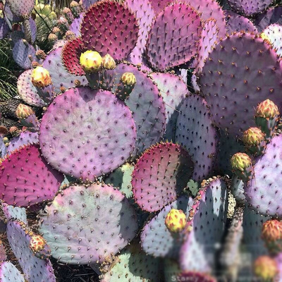 阳台庭院耐热耐寒仙人掌