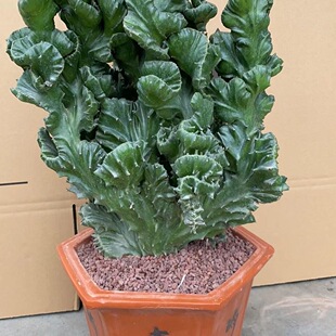 超大玉麒麟帝国盆栽招财 室内客厅阳台多肉植物好养仙人掌花卉