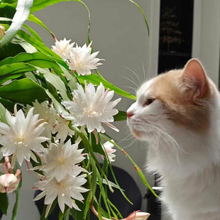 小叶昙花印尼进口卷叶盆栽带花苞室内阳台绿植花卉趣味垂吊植物