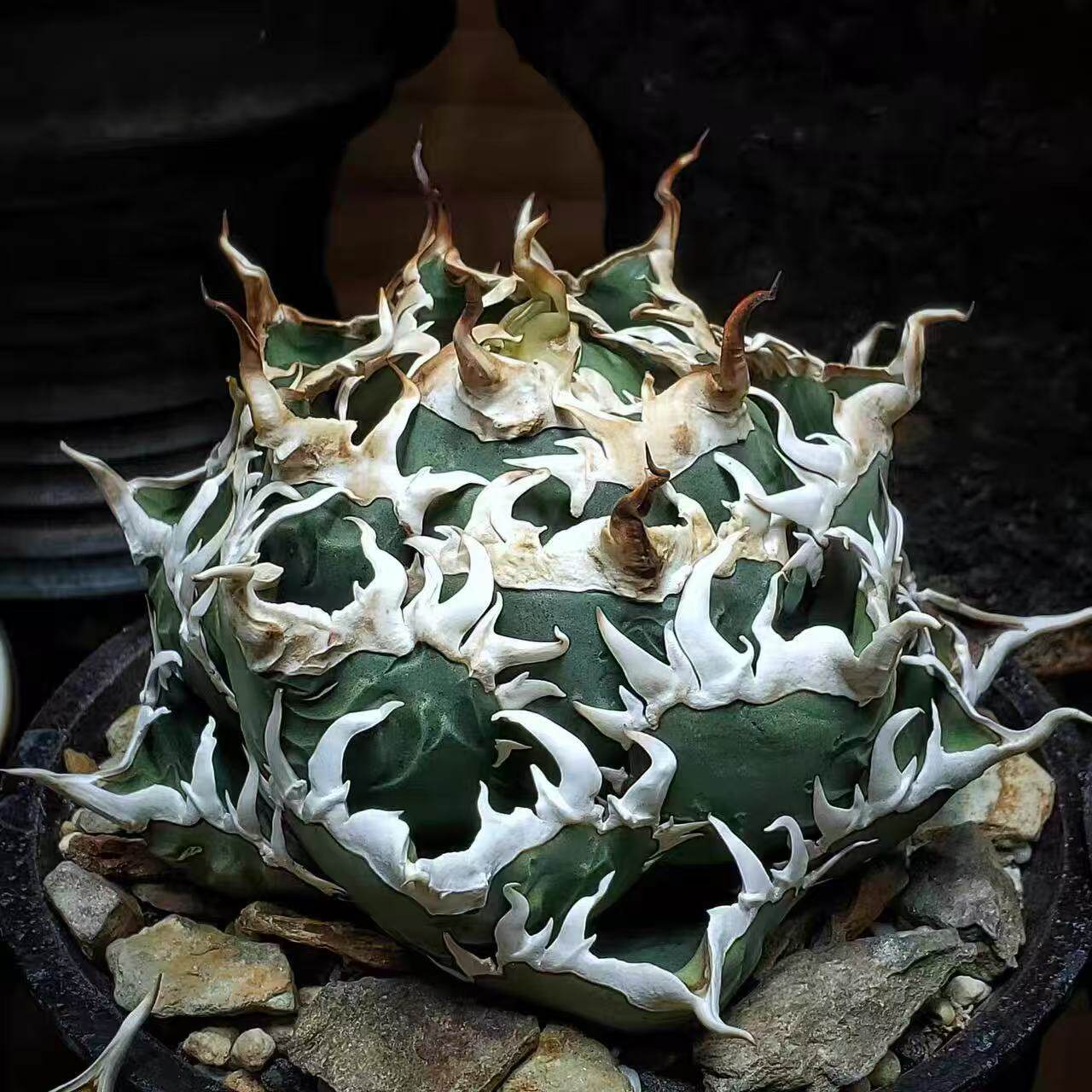 海王龙舌兰仁王冠潮流精品高端绿植多肉稀有室内阳台办公桌面盆栽