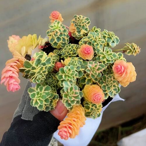 亚特兰帝斯锦高端多肉植物美观稀有高级好养室内阳台绿植盆栽