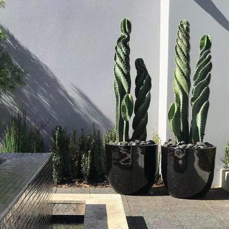 龙卷风螺旋柱仙人掌科龟甲瓣Tornado cactus沙生植物好养多肉植物