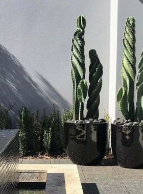 龙卷风螺旋柱仙人掌科龟甲瓣Tornado cactus沙生植物好养多肉植物