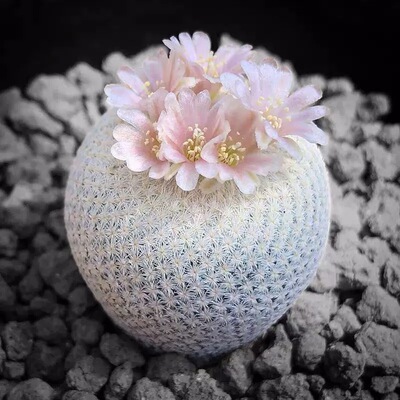 月世界仙人球开花仙人掌科无刺不扎手稀有萌球盆栽好养植物