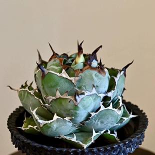 蓝鲸龙舌兰仁王冠高端精品潮流好养沙生植物阳台室内许我耀眼绿植