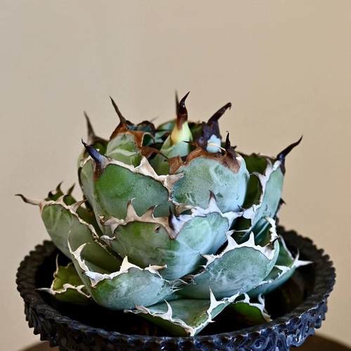 蓝鲸龙舌兰仁王冠高端精品潮流好养沙生植物阳台室内许我耀眼绿植