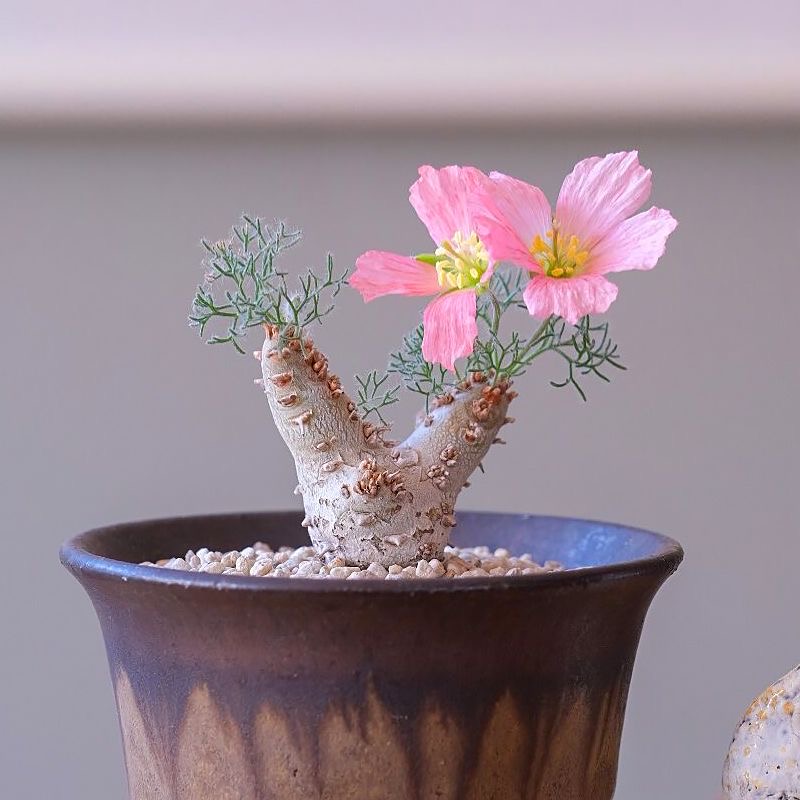 白皮月界Monsoniapeniculina潮流块根植物稀有盆栽办公室阳台绿植