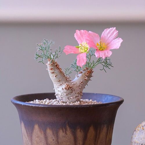 白皮月界Monsoniapeniculina潮流块根植物稀有盆栽办公室阳台绿植