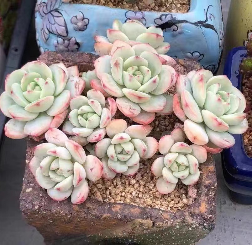 香草比 精品多肉植物贵货多头整桩控养群生萌肉阳台庭院稀有盆栽