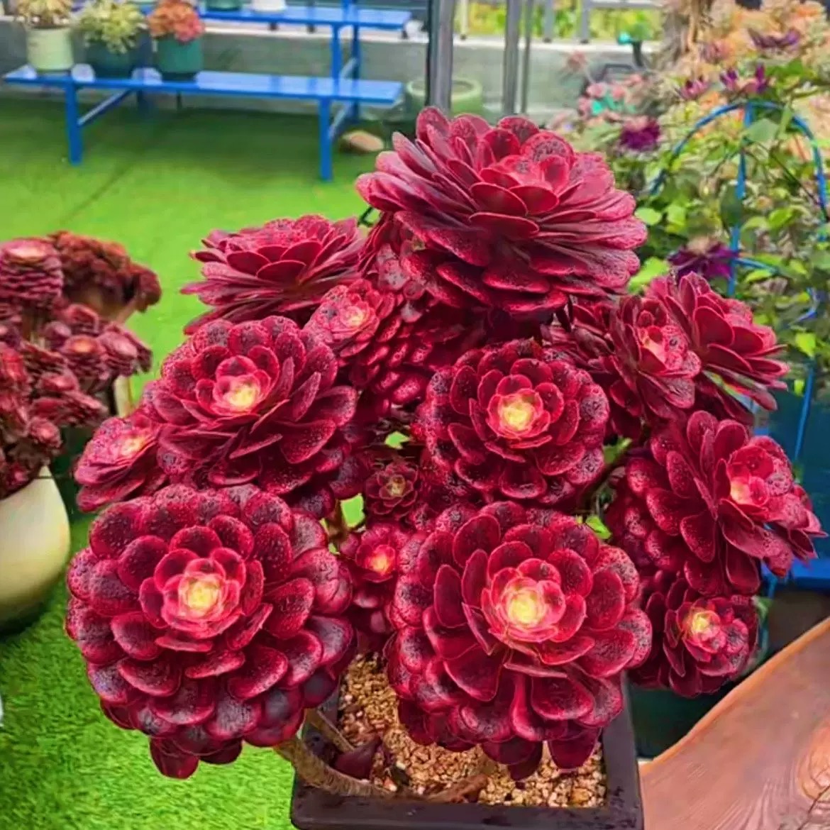 美杜莎 粉女巫 法师稀有贵货新品种捧花多肉植物老桩超大好养盆栽