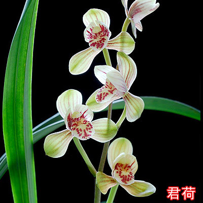 建兰君荷 兰花苗带花苞 浓香型四季兰客厅植物盆栽名贵稀有名品
