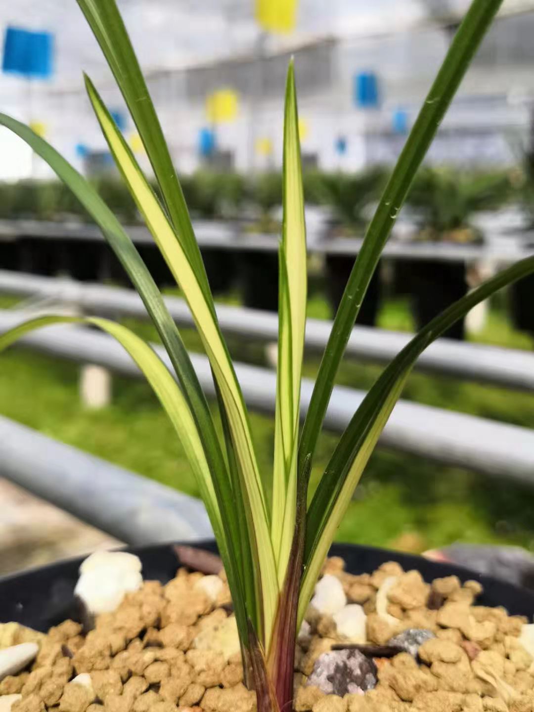 特香兰花本园独有花期带花苞春剑突变绿帽中透艺室内植物盆栽