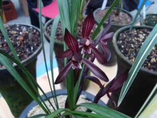 精品兰花高档兰花春兰紫黑色花 板桥遗墨 数量有限先购先得