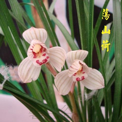 包邮 兰花苗客厅花卉阳台盆栽浓香老种兰花莲瓣兰【荡山荷】