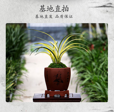 兰花苗墨兰铭品兰阳之松中透金黄色带艺奇花送礼绿植盆栽