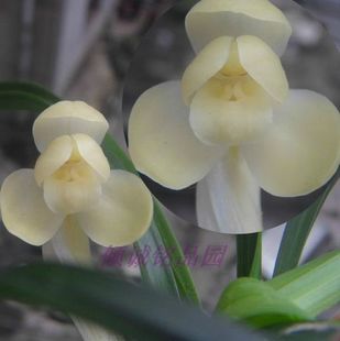 花期带花苞兰花 春兰 漂亮瓣型 （春兰白荷）220/苗