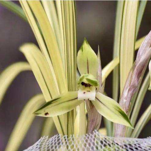 剑兰花苗春剑兰花线艺 高档线艺 吉祥如意 开花如皇冠能 b879976