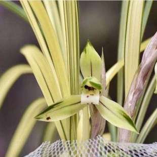 剑兰花苗春剑兰花线艺 高档线艺 吉祥如意 开花如皇冠能 B879976