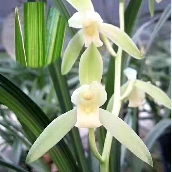 自然老种四季兰素心铭品金丝马尾爪爆盆漏风漏雨自然栽培