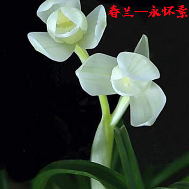 清仓价兰花苗 春兰永怀素莲瓣形兰花 浓香型花卉办公室内