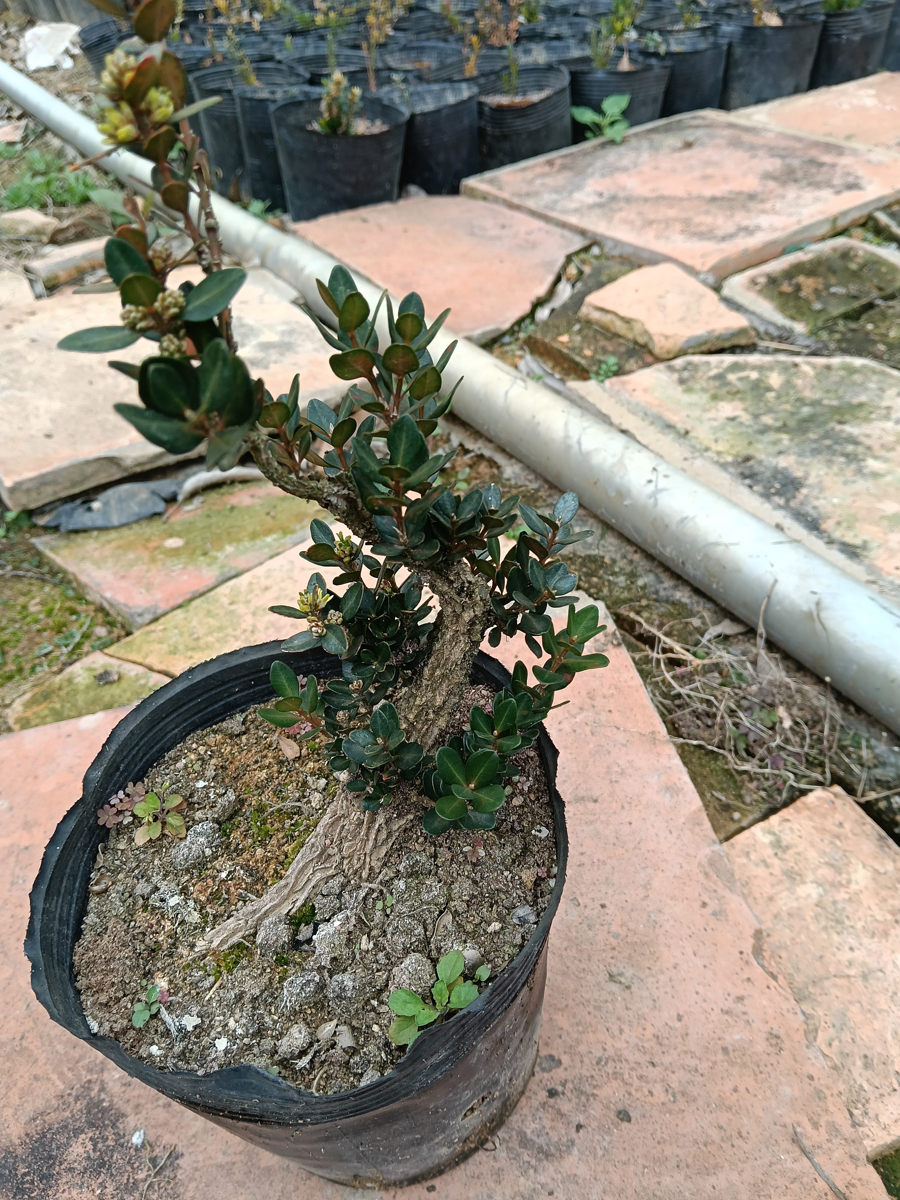 不一样黑珍珠黄杨老桩骨架1.5公分左右弓型回头弯花期带花苞