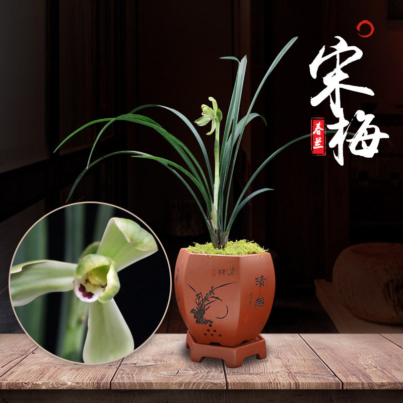 特香【原生老种】春兰宋梅送锦传统名品兰花兰草植物盆栽花卉