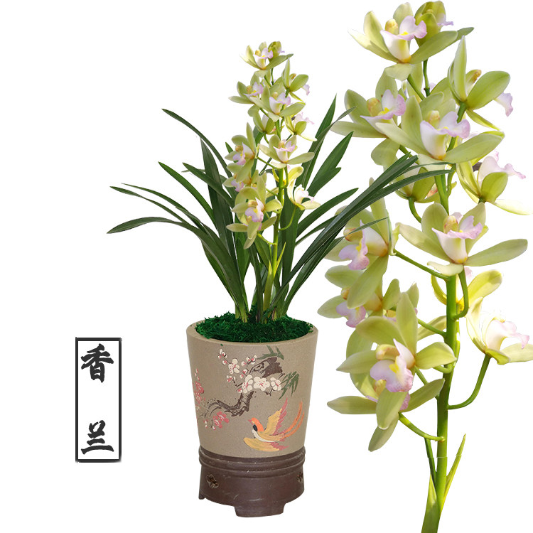 绿植浓香型兰花苗