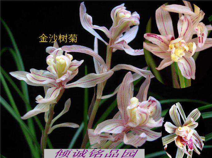金奖兰花 莲瓣兰铭品 老种(金沙树菊)200/苗