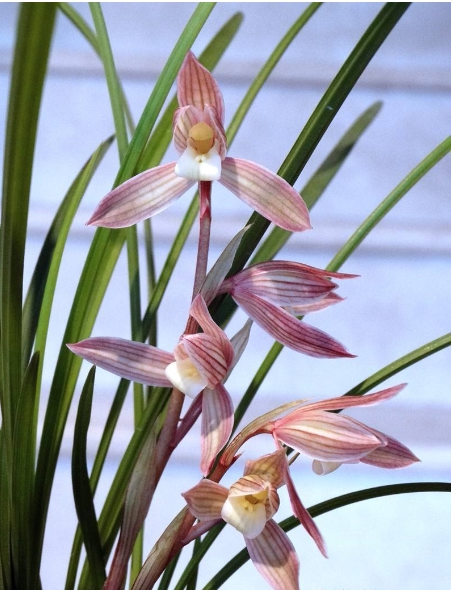 云南自然老种兰花苗 莲瓣兰【人面桃花】浓香花卉园艺盆景