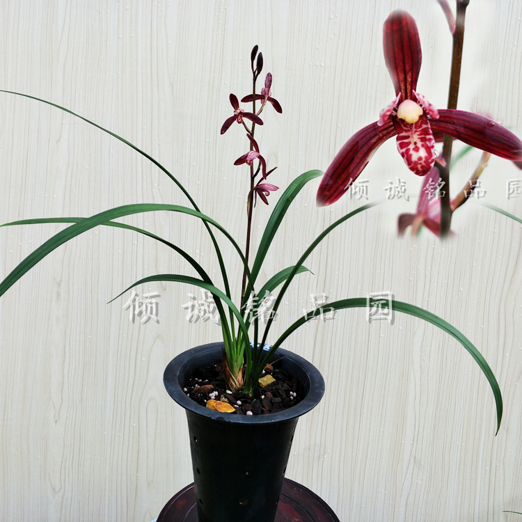 兰花苗 建兰四季兰 花卉盆栽 色花铭品 老种 墨宝700/苗