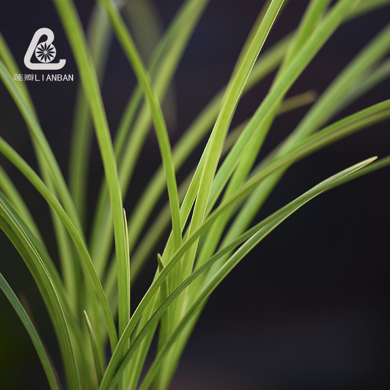 细叶翠晶红轮 细叶莲瓣兰云南花叶双艺兰花自然养殖壮苗