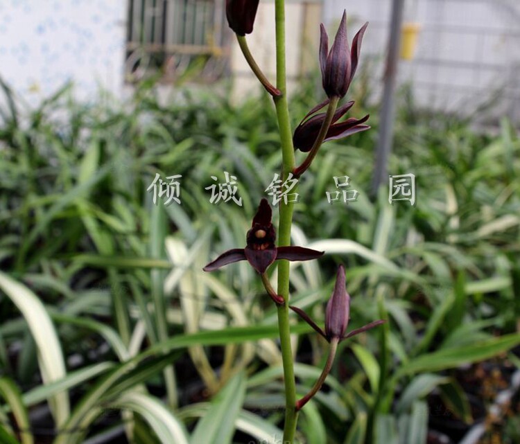 兰花苗 墨兰兰花色花（中华墨宝）300/苗