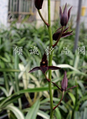兰花苗 墨兰兰花色花（中华墨宝）300/苗