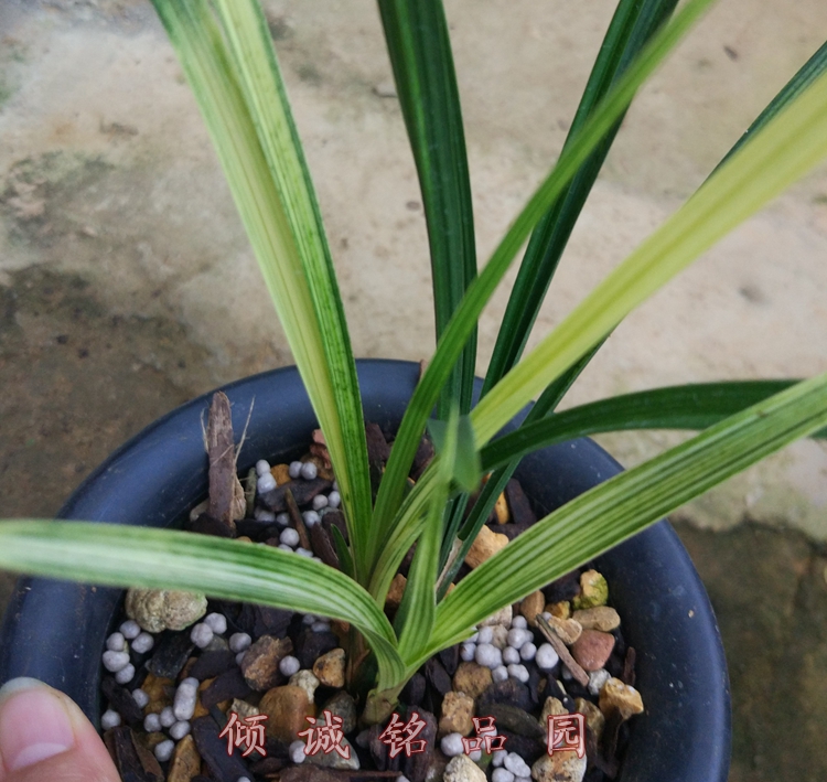 兰花苗 春剑名贵艺草 斑艺  春剑蜀斑艺实拍一盆合计660