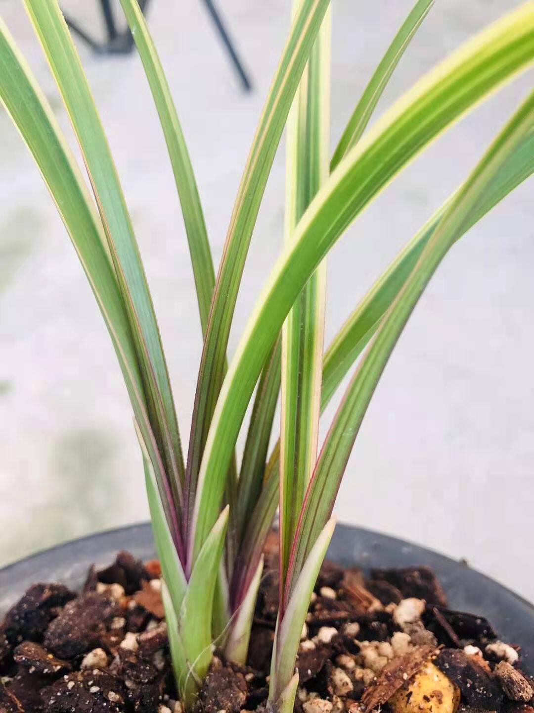 当年开花超香罕见金边蕙兰红香妃室内盆栽兰花苗