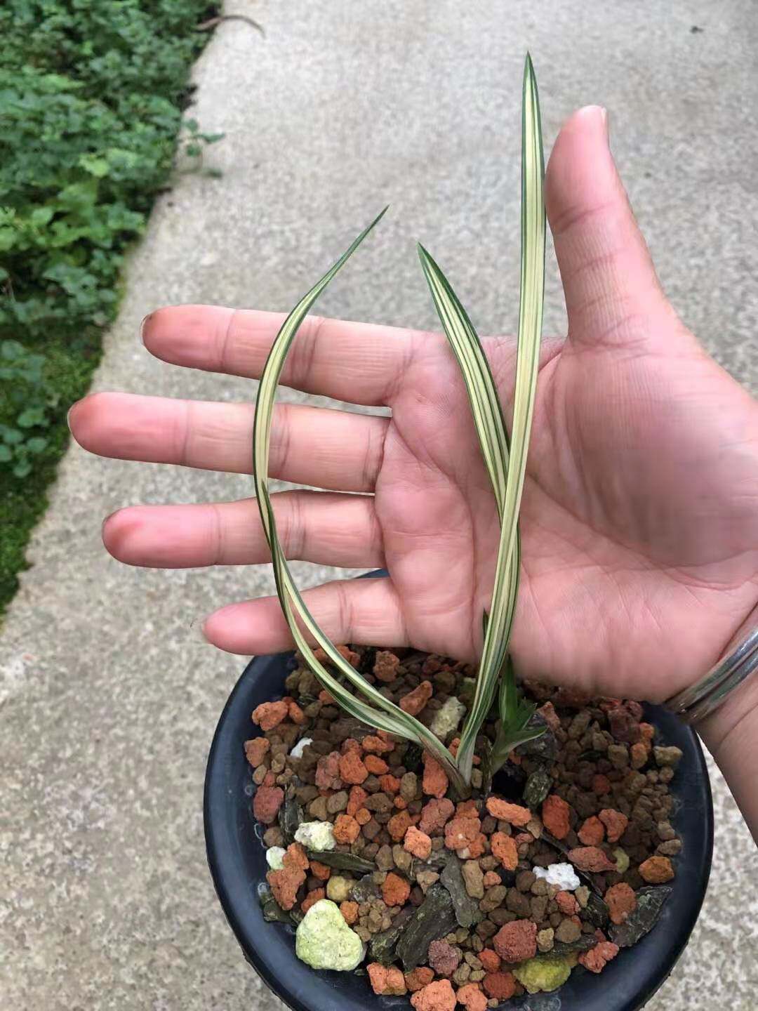 艺草自然盆栽兰花