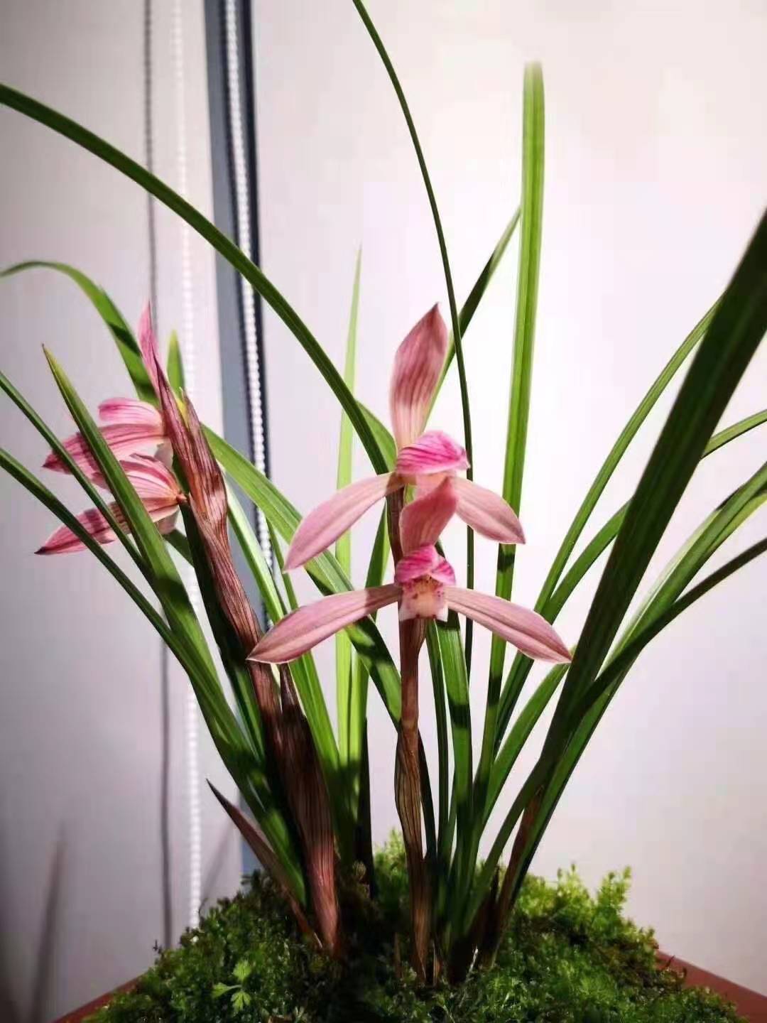 铭品兰花春兰色花胭脂仙子趣味浓香植物室内盆栽草本花期带花苞