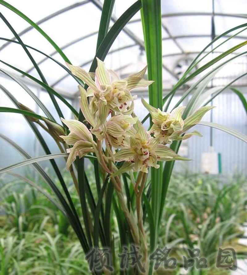 花期带花苞兰花 春剑奇花 (奥迪牡丹)200/苗