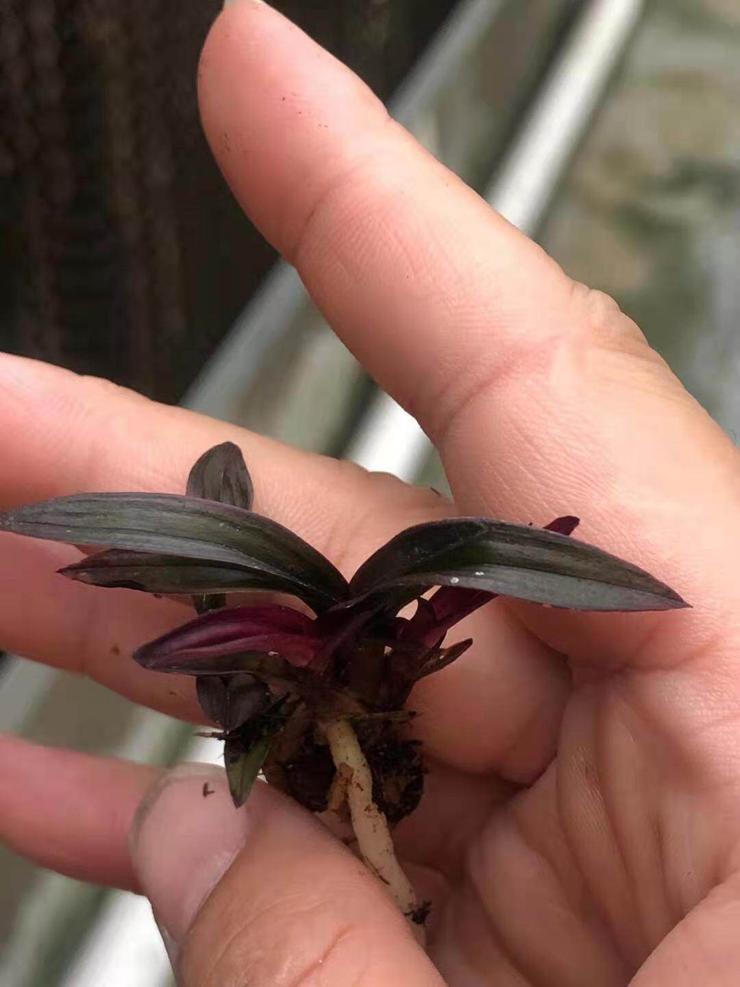 精品兰花超靓粗皮小红草带龙根数量稀少本园独有趣味绿植盆栽