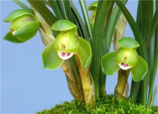 浙江自然老种兰花苗春兰【翠盖荷】浓香绿植花卉园艺盆景