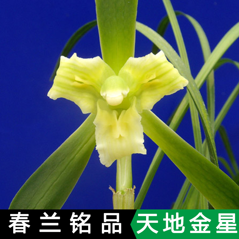 春兰兰花三星蝶铭品素三星天地金星兰花盆栽四川兰花苗带花苞