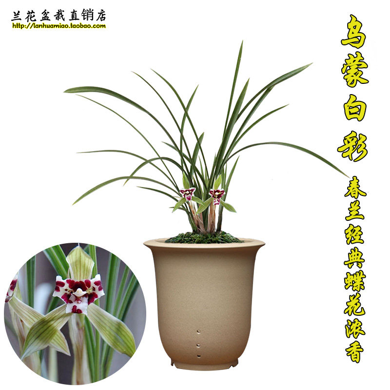 高档春兰好养绿植盆栽