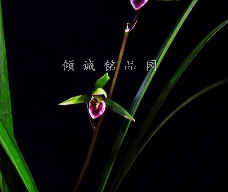 兰花 细叶寒兰 紫红 520//苗