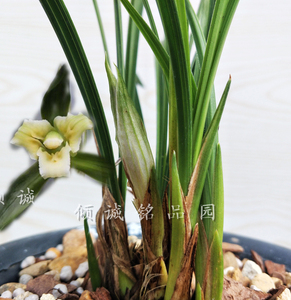 花期带花苞兰花苗 春兰铭品老种素三星 黄金素蕊 150/苗