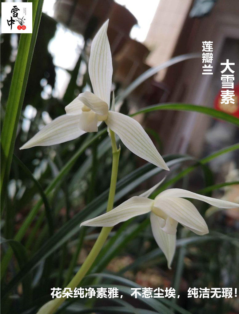 精品莲瓣兰【大雪素】盆栽浓香室内绿植花卉盆景纯净素雅纯洁无瑕