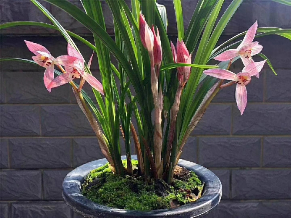 四川自然老种兰花苗 春剑【新津胭脂】浓香绿植花卉园艺盆景