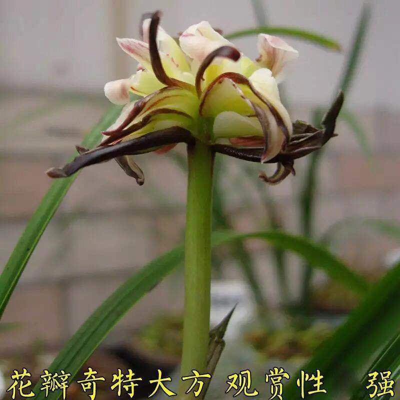 兰花苗春兰多瓣灵素牡丹浓香奇花苞好养易活抗病能力强花卉