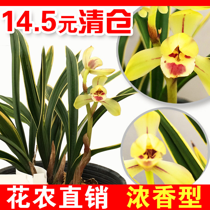 兰花苗彩云荷 春兰无花苞兰草金边矮种荷瓣线艺 阳台室内绿植盆栽